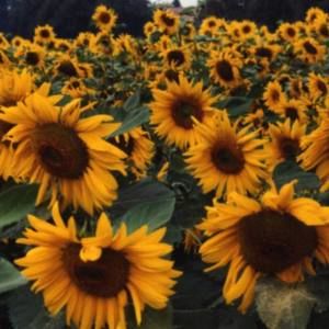 Meet your Posher, Donna